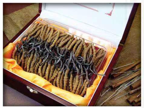 襄汾冬虫夏草回收